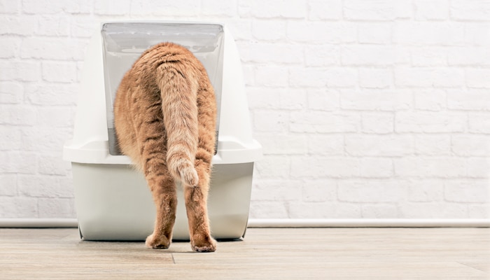 how many times a day do cats pee